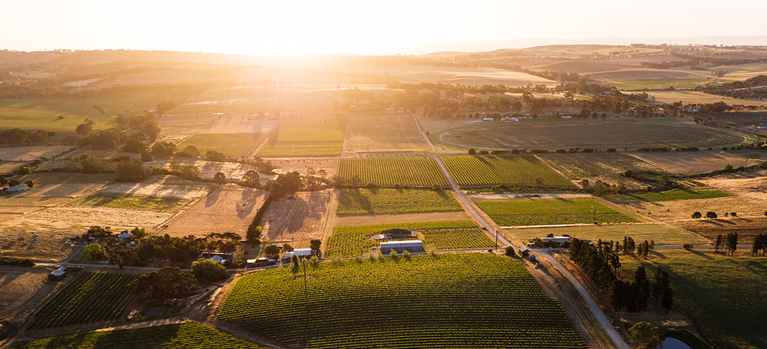 Byrne Vineyard